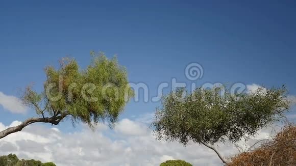 蓝天下的两棵柳树视频的预览图
