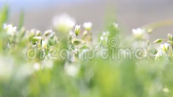 春天的自然背景白色野花视频的预览图