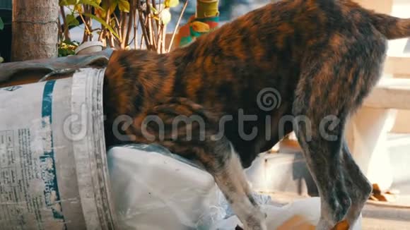 一只孤独的流浪狗在垃圾桶里寻找食物垃圾桶里堆满了包裹和食物视频的预览图