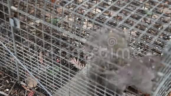 小松鼠在陷阱里视频的预览图