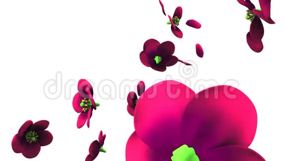 白色背景上的紫色花朵视频的预览图