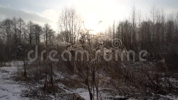 冬季景观与干草视频的预览图