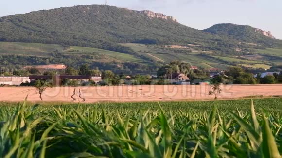 夏季景观全景玉米田背景热气球视频的预览图