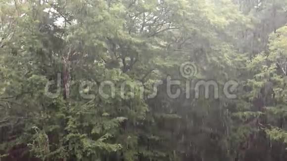 热带暴雨有橡树林背景包括原声视频的预览图