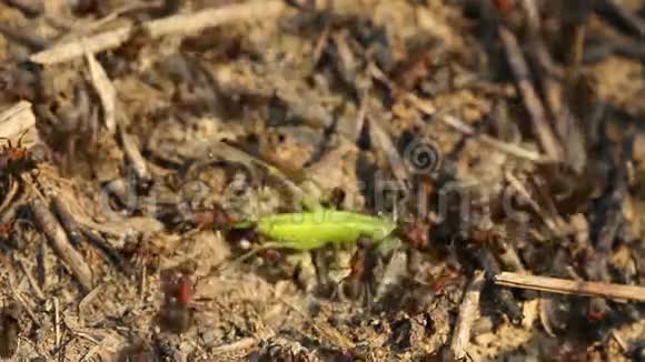 蚂蚁捉一只绿色的蚱蜢视频的预览图