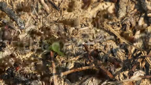 蚂蚁捉一只绿色的蚱蜢视频的预览图