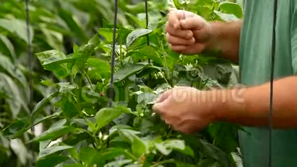 农民手在温室中修改植物叶片视频的预览图