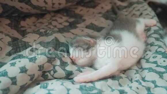 小搞笑视频新生小猫睡觉可爱的宠物小猫睡在床上生活方式在卧室视频的预览图