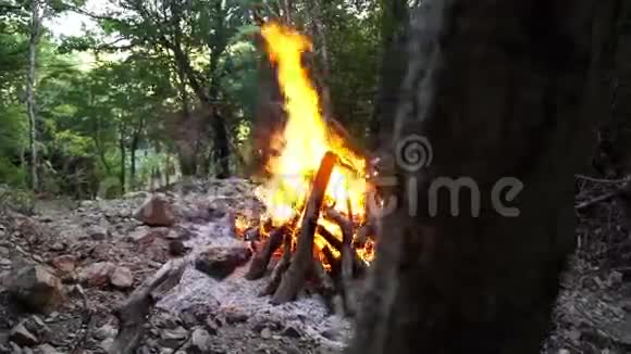 在森林大火中吹向燃烧的树木视频的预览图