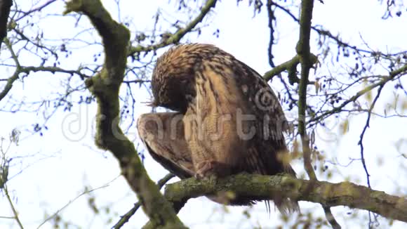 欧亚鹰鸟BuboBubo坐在树上视频的预览图