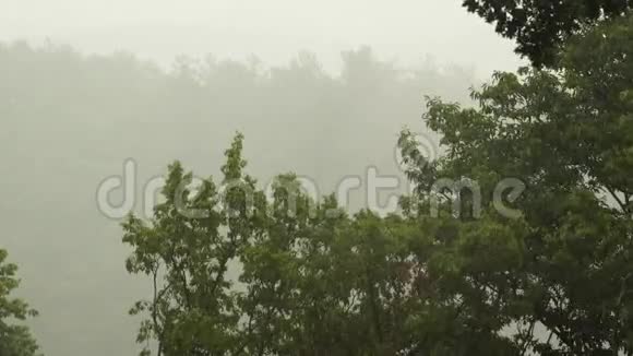 热带暴雨有橡树林背景包括原声视频的预览图
