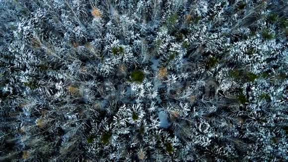 冬季松林的鸟瞰图视频的预览图
