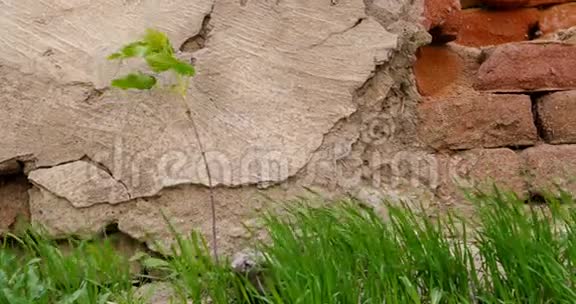 老石墙前生长的小树和小草视频的预览图