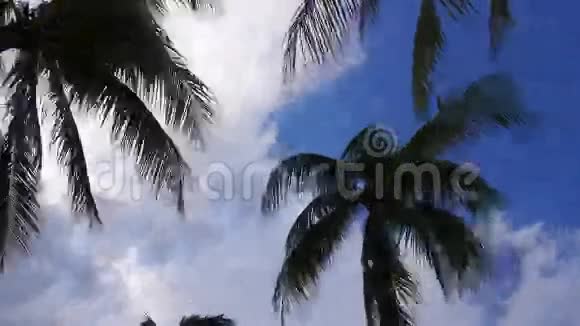 迈阿密夏季蓝天棕榈顶移动4k时间流逝佛罗里达美国视频的预览图
