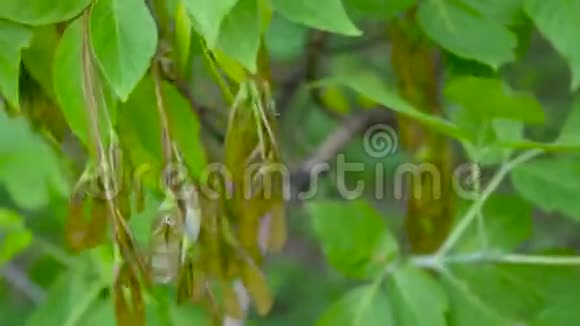 灰树花果风中的蕨类植物静态相机的视频高清拍摄视频的预览图