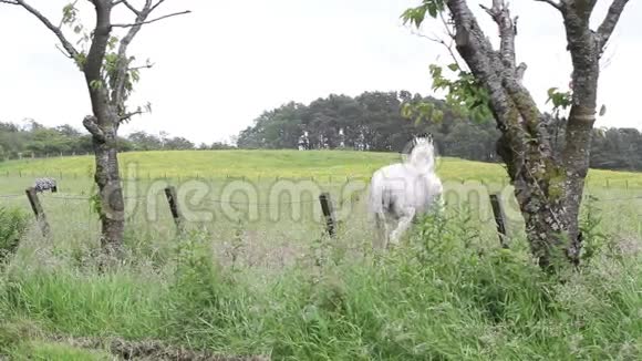 背景天空中美丽的马在草原上行走镜头视频的预览图