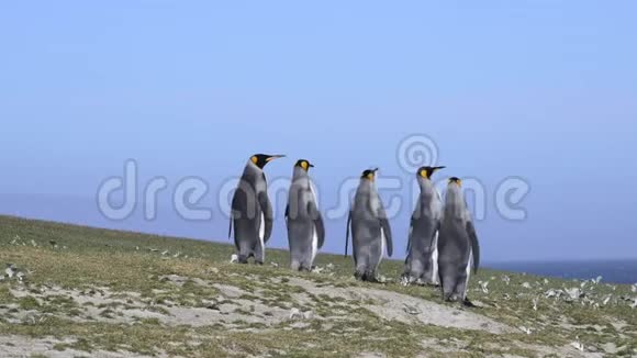 福克兰群岛的国王企鹅视频的预览图