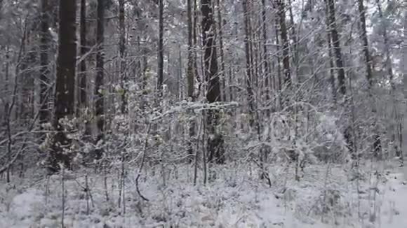 雪在树林中飘落视频的预览图