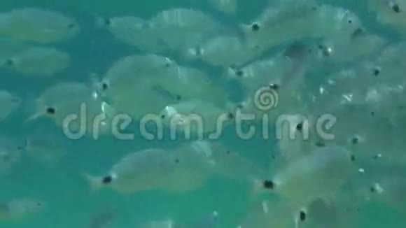 爱琴海的鱼学视频的预览图