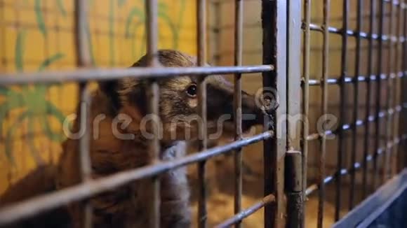 动物收容所浣熊科蒂视频的预览图