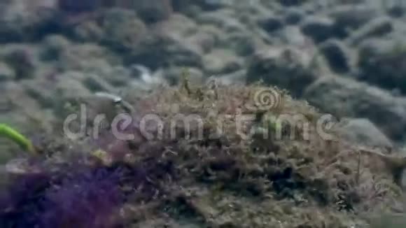 菲律宾野生动物海洋中的水下戈壁鱼视频的预览图