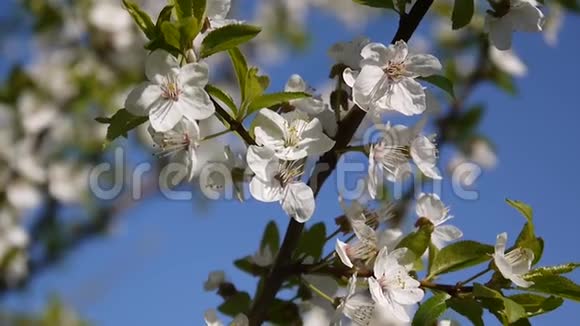 樱花树天空樱花枝蓝天背景视频的预览图
