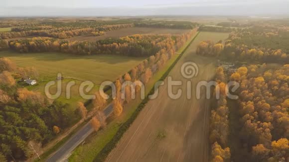 道路在秋林鸟瞰俄罗斯视频的预览图