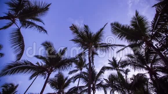 清晨紫色天空下的椰树枝视频的预览图