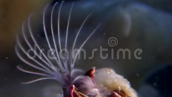 巴拉努斯巴拉诺莫法海橡子海生甲壳动物在海底视频的预览图