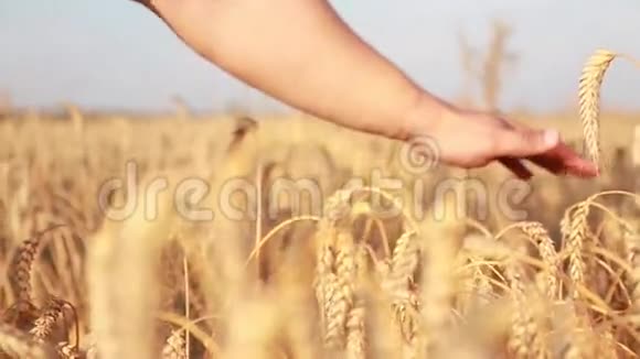 雄性手触摸金色的小麦视频的预览图
