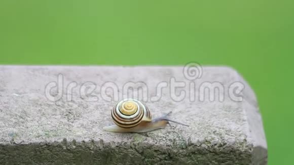 蜗牛在绿色背景下爬行视频的预览图