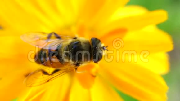 一只蜜蜂在黄花中采集花粉视频的预览图