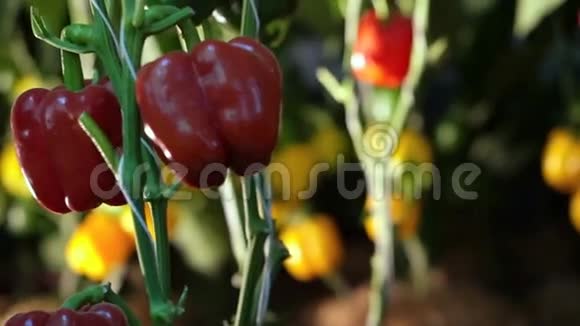 摄像机的视频通过农场成熟的甜椒在藤上与照明视频的预览图