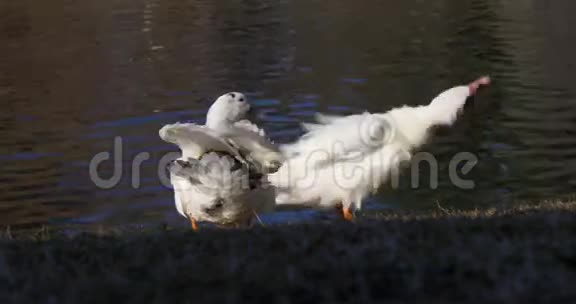 晴天公园池塘白鹅夫妇4k西班牙视频的预览图