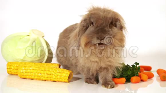 白色蔬菜毛茸茸的兔子视频的预览图