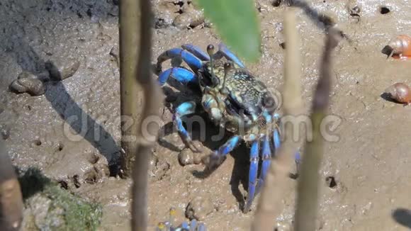 蓝蟹在湿地森林的泥上视频的预览图