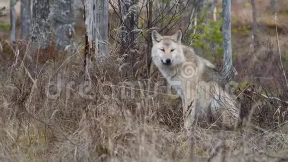欧亚狼又称灰狼或灰狼又称木狼学名犬狼疮自然生境视频的预览图
