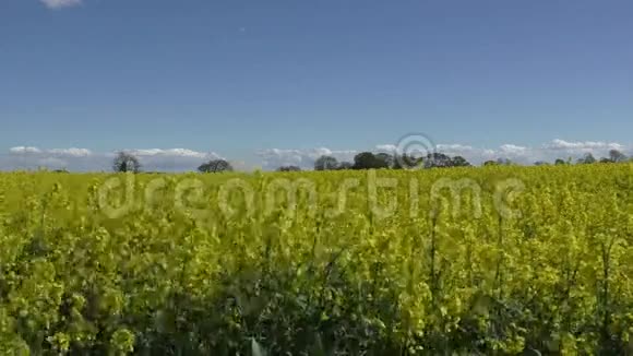 油菜花被风吹过顶端视频的预览图