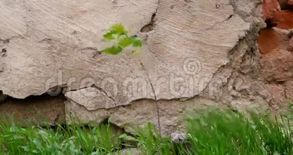 在老石墙前生长的植物或小树小草视频的预览图