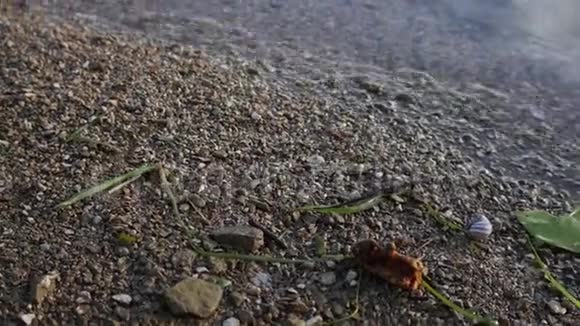 河岸特写石头贝壳蜗牛河上的芦苇视频的预览图
