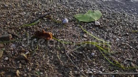 河岸特写石头贝壳蜗牛河上的芦苇视频的预览图