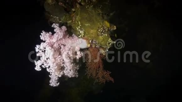 在暗礁的夜晚一盏灯照着柔软的珊瑚视频的预览图