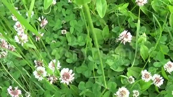 一种常见的草地草在一个田野里圆锥花序这种植物也被称为肯塔基蓝草视频的预览图