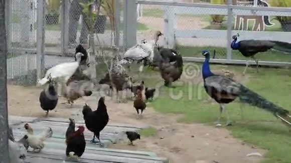带孔雀的家禽农场视频的预览图