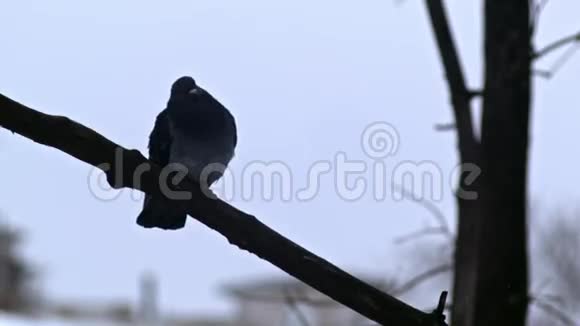 鸟儿坐在光秃秃的树枝上冬天寒冷的天气视频的预览图