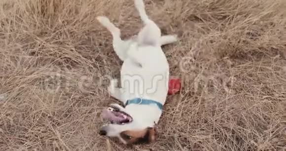 可爱的狗躺在草地上视频的预览图