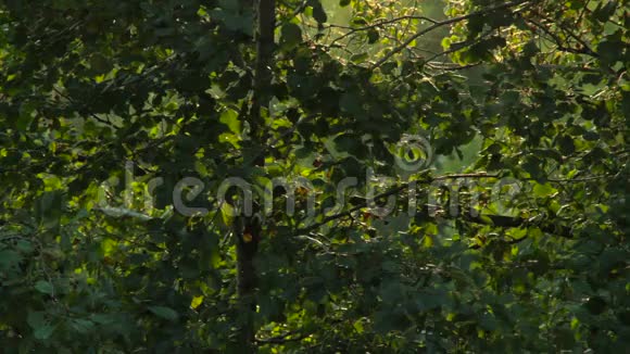 昆虫在森林里飞日落时的波克背景循环视频的预览图