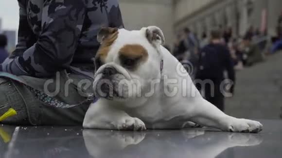 斗牛犬在纽约市休息视频的预览图