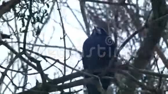 鸟儿坐在光秃秃的树枝上冬天寒冷的天气视频的预览图