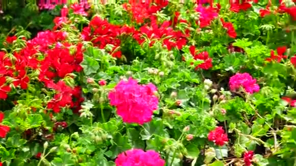花园里的红玫瑰视频的预览图